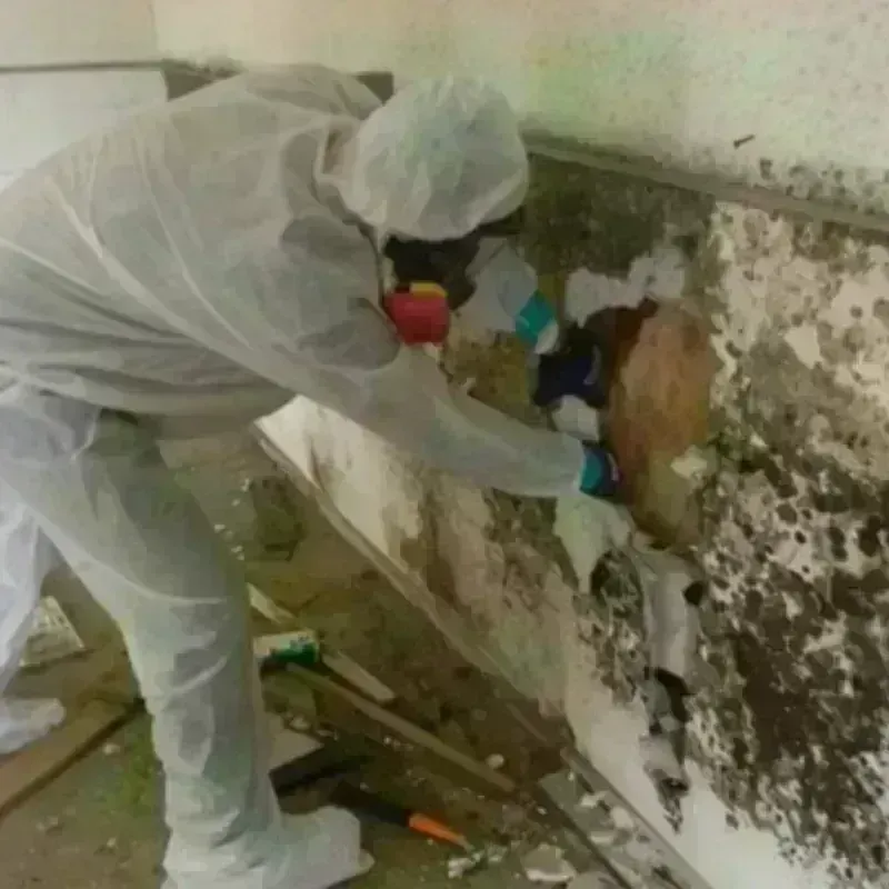 Mold Remediation and Removal in Hill County, TX